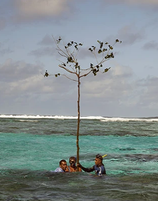 Three people taking a hold on a tree in the middle of the sea. Explore the benefits and examples of using OECM data as a tool for effective biodiversity conservation.